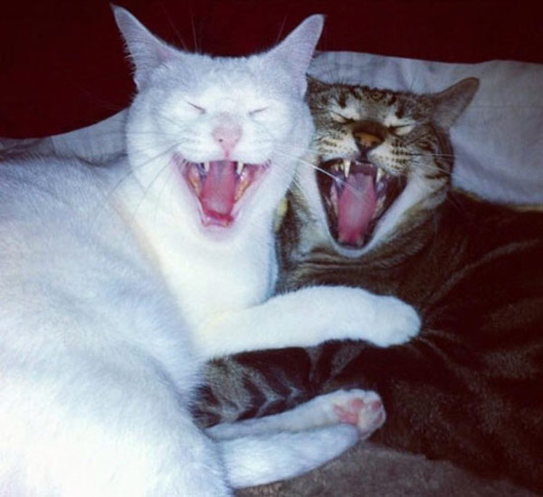 two cats laughing