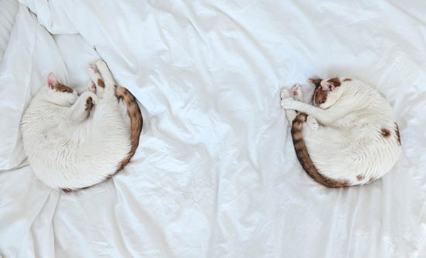two sleeping cats
