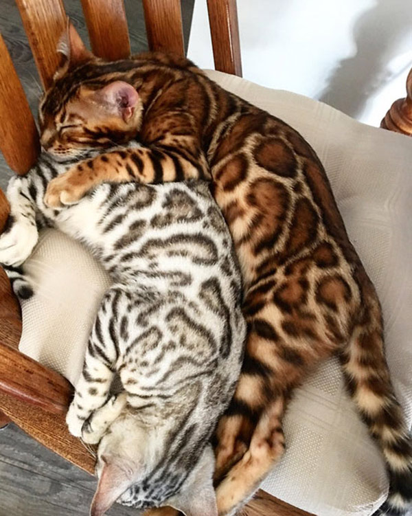 two spotted cats sleeping