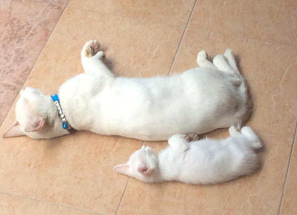 two white cats