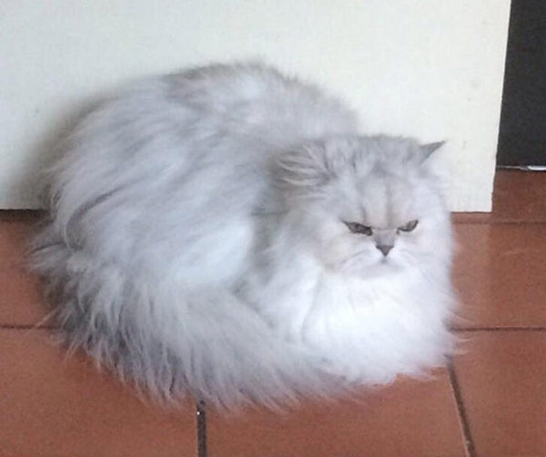 white fluffy angry cat
