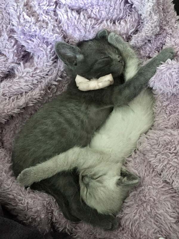 yin-yan sleeping kittens