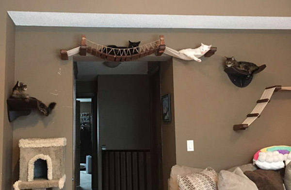aerial cat penthouse