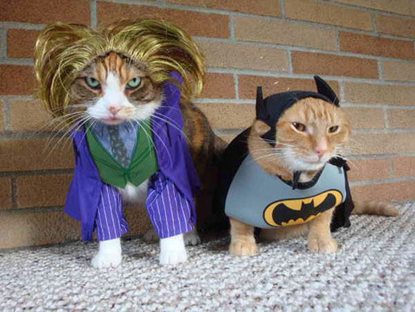 batman joker costume cat