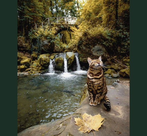 cat and waterfall