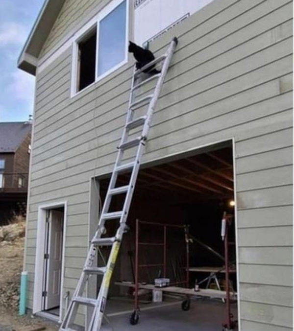 cat at top of ladder