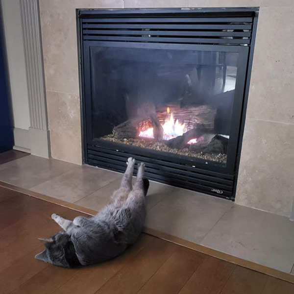 cat before fireplace