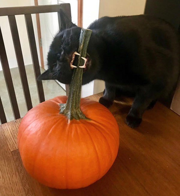 cat eats pumpkin