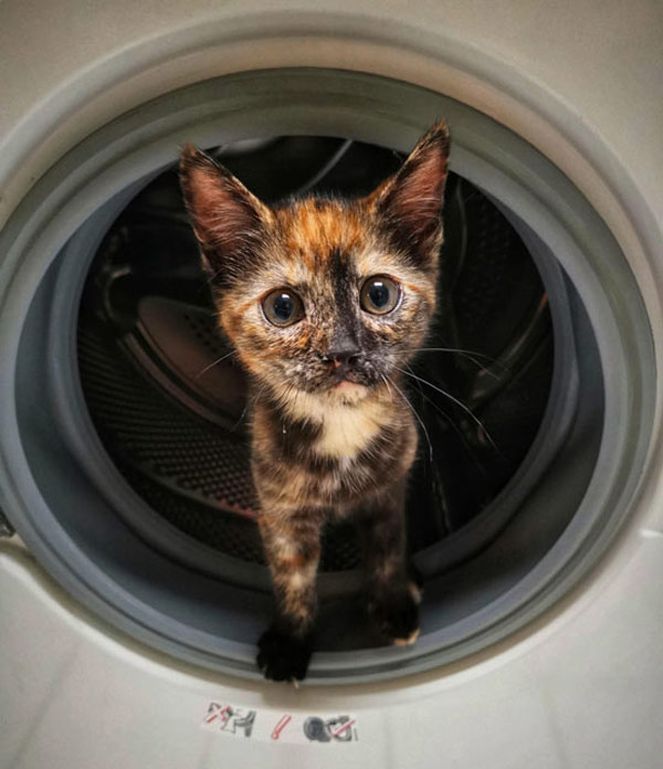 cat in dryer
