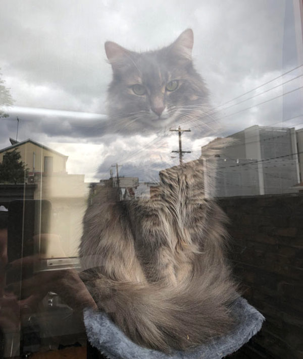 cat in the window