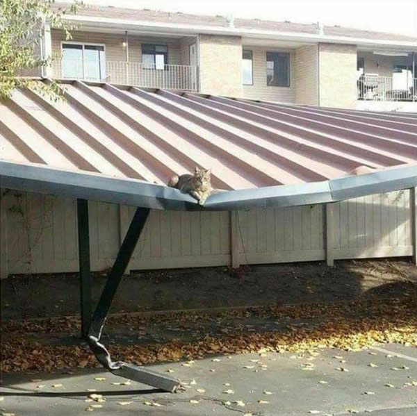 cat on carport