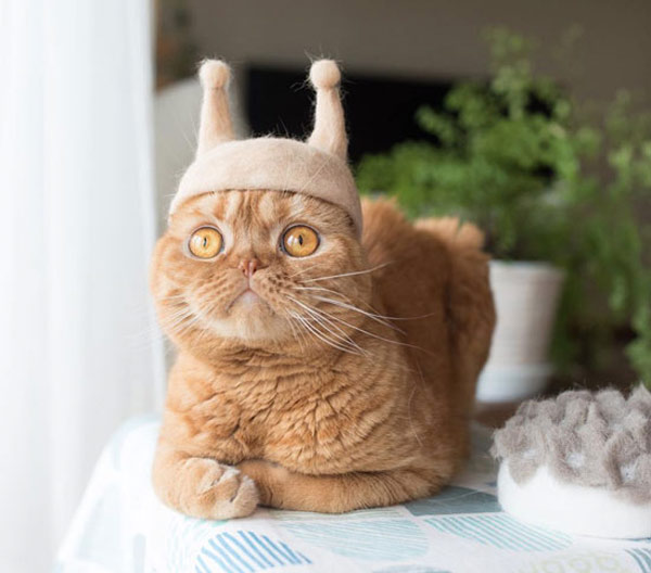cat with antenna hat