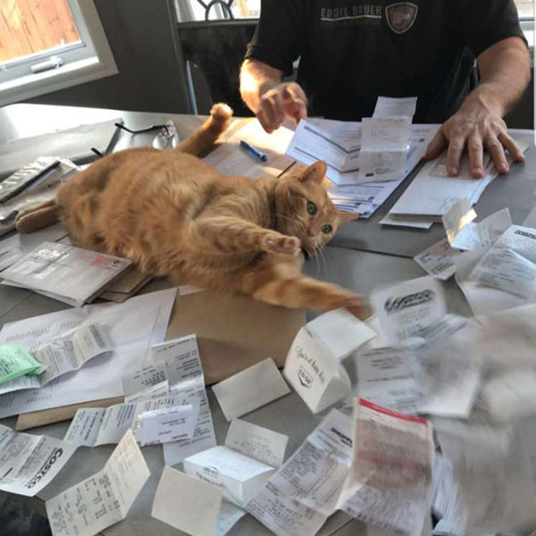 cats and bills