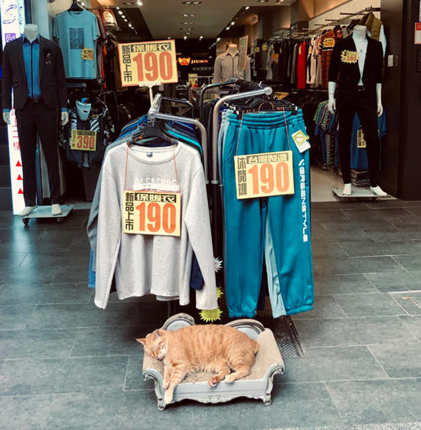 clothing store cat