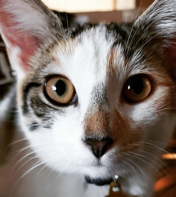 cat with heart on nose