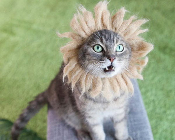 cat in lion wig