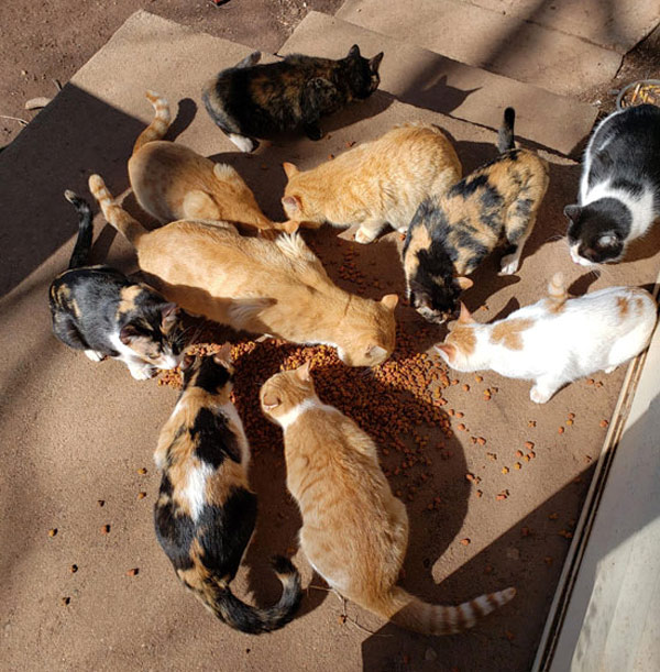many cats eating