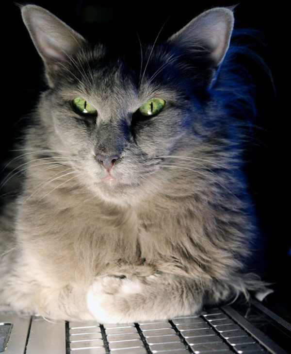 mysterious cat