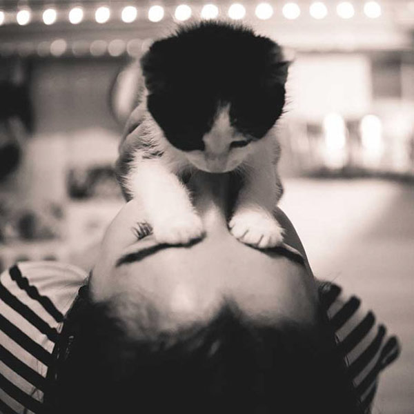 peek-a-boo kitten