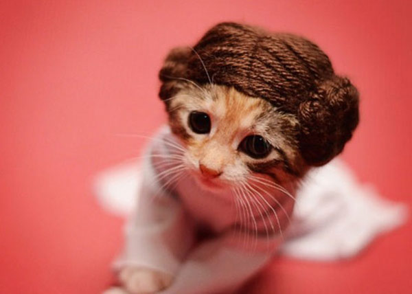 princess leia kitty
