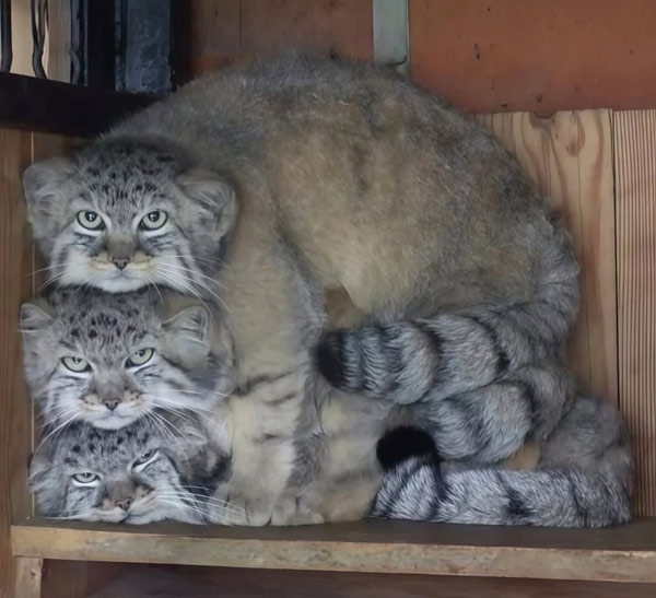 stackable cats