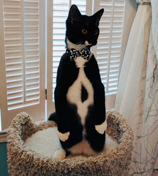 tuxedo cat standing up