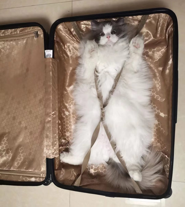 cat in suitcase