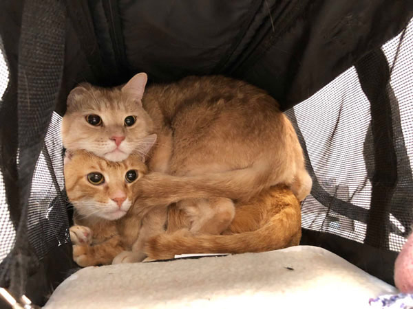 two scared cats