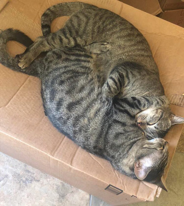 two tabby cats sleeping