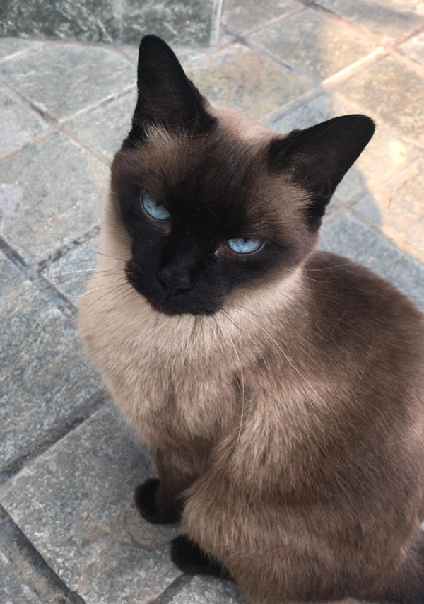 unhappy cat