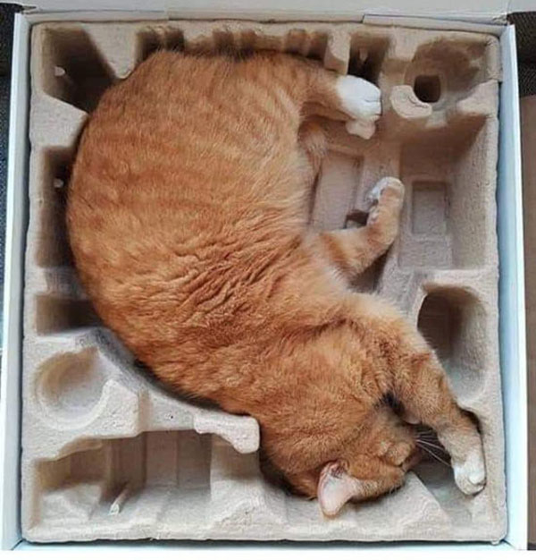 cat in box sleeping