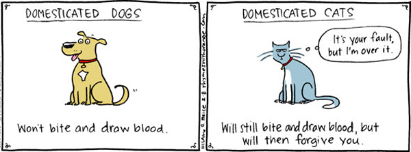 domesticated  cat comic