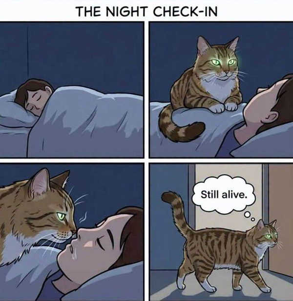 the cat checks in  comic