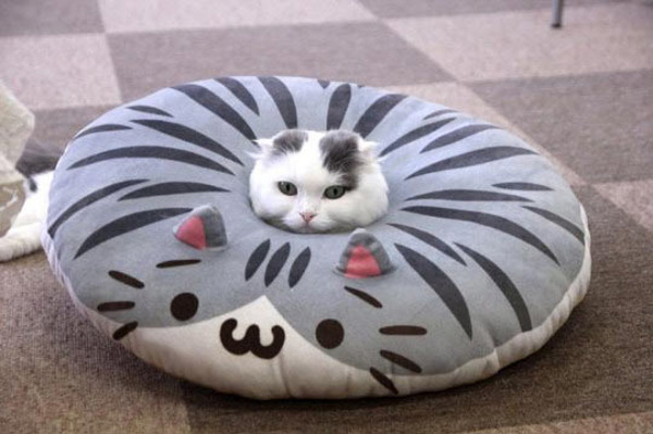 cat in pillow