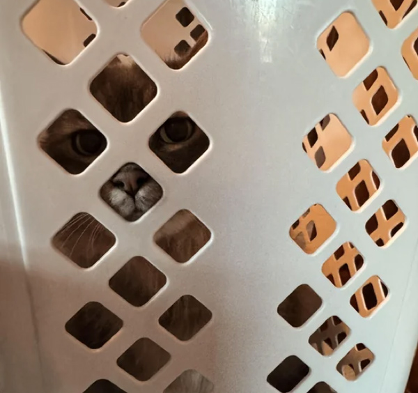 cat hiding in basket
