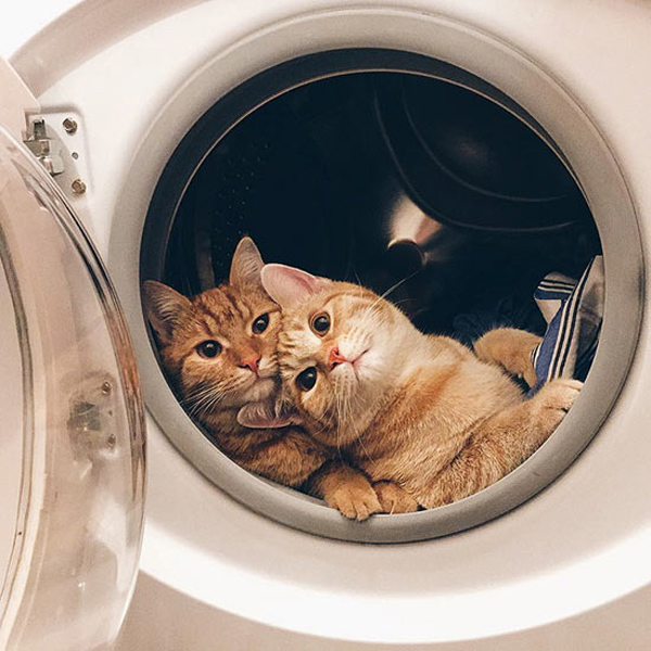 two cats in the dryer