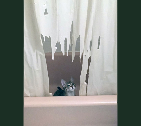 kitten in shower